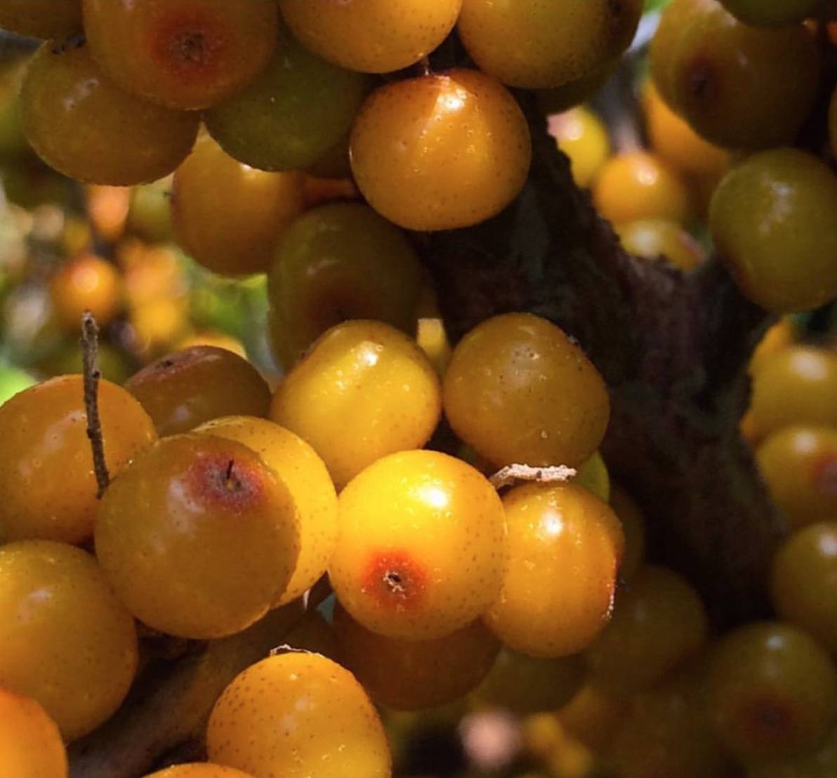 Seabuckthorn
